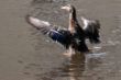 Bild des Monats Gerhard_Stockente_f8_1 (2).800s_200mm_ISO1000.jpg