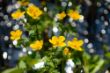 ###Bernhard Frühling-Bokeh-2.jpg