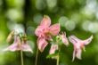 Bernhard Bokeh-8.jpg
