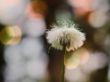 Heinz_Frühling_L5090106-Bearbeitet-2.jpg