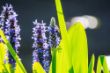 Heinz_Sommerfarben_P1225692-B.jpg