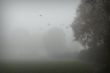 Herbstblues_Thomas_5.jpg