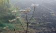 Herbst-Blues Wilhelm 2.jpg