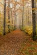 Gerhard Herbstblues Surenburg Waldweg (1).jpg