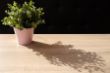 10-BLUME - Licht + Schatten.JPG