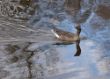 28_Wilhelm_Hingucker_Freche Gans.jpg