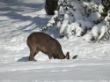23 Marita Hinkucker Reh im Schnee.jpg