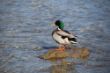 19_Ludger_Hingucker_Ente.jpg