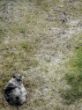 27 Thomas Hund und Hase.jpg