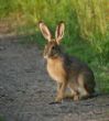 07 Gabi Hase.jpg