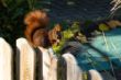 13 Gerhard_Wildtiere_Eichhoernchen.jpg