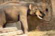 15 Gerhard_Wildtiere_Neugieriger Elefant, steckt seine Nase überall rein.jpg