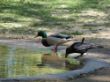 22.Ente und Dohle Marita.jpg