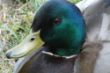 23. Marita Ente.jpg